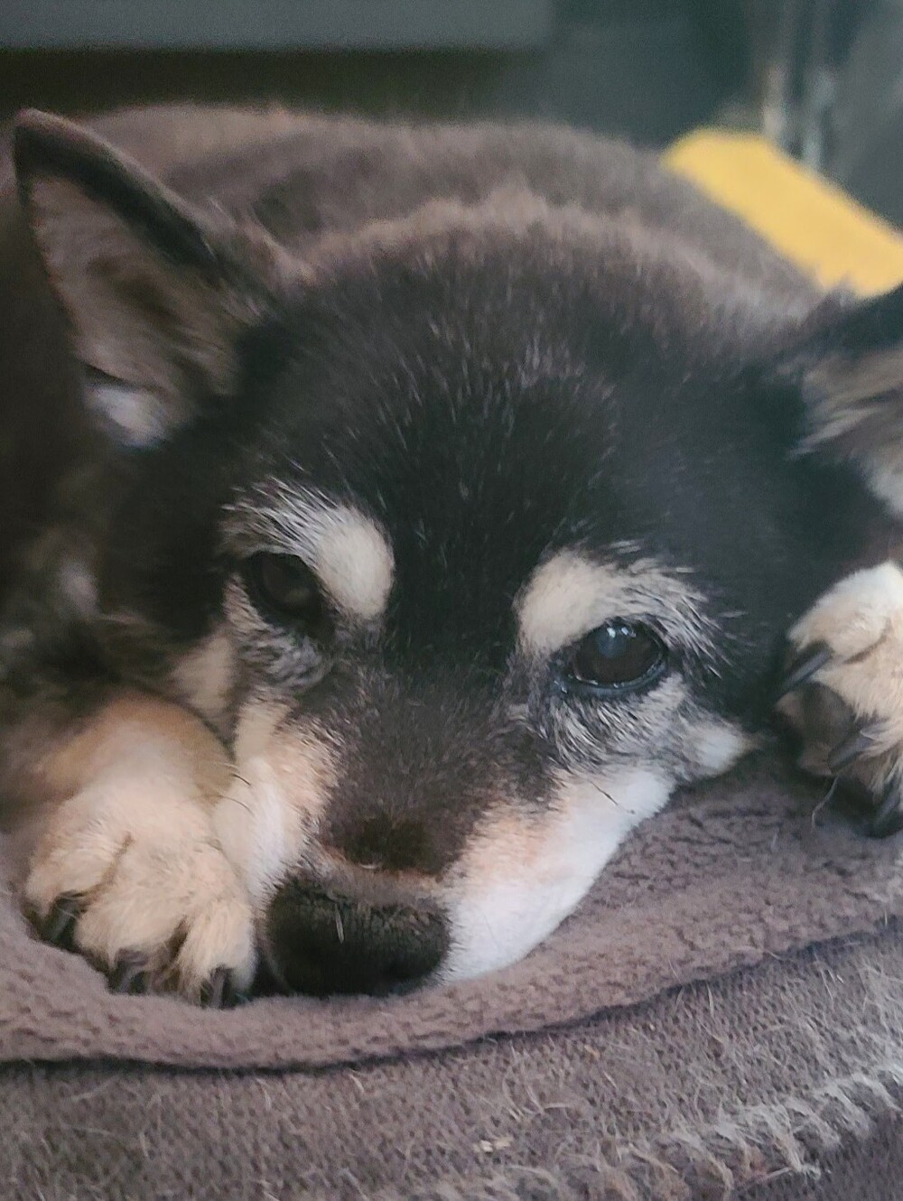 Shiva Passed Away This morning After A Long Blader Cancer illness - Picture 7 of 7